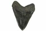 Fossil Megalodon Tooth - Massive Tooth #119640-2